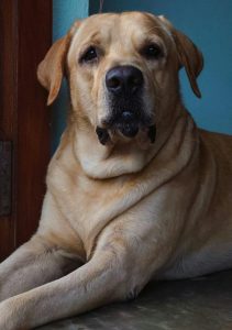 Labrador body language, dog socialization