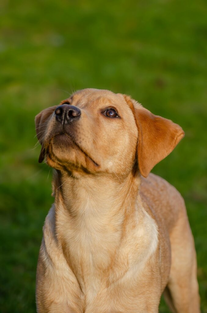 puppy diet best choices